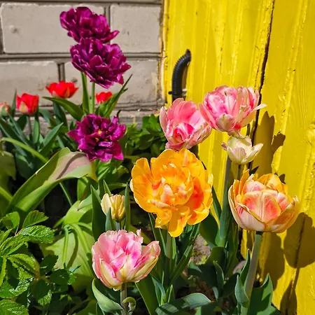 Elly Kodumajutus Kihnus Apartament