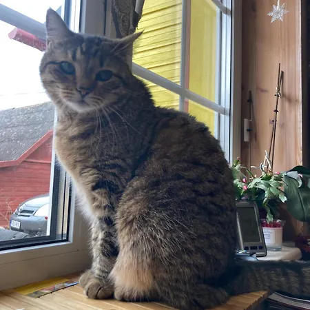 Elly Kodumajutus Kihnus * Linaküla