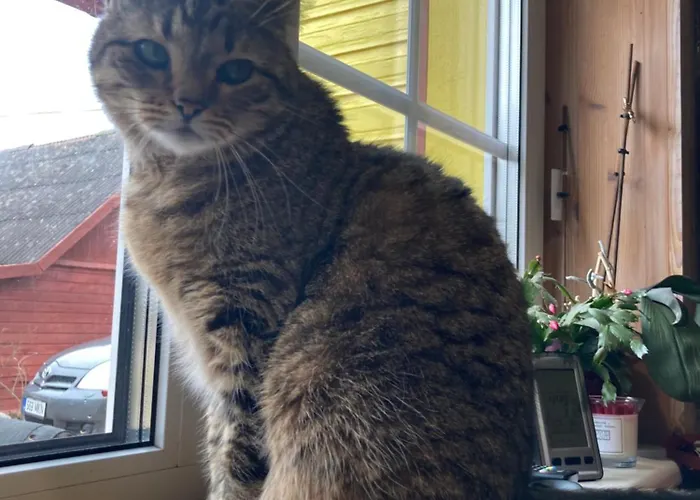 Elly Kodumajutus Kihnus * Linakula