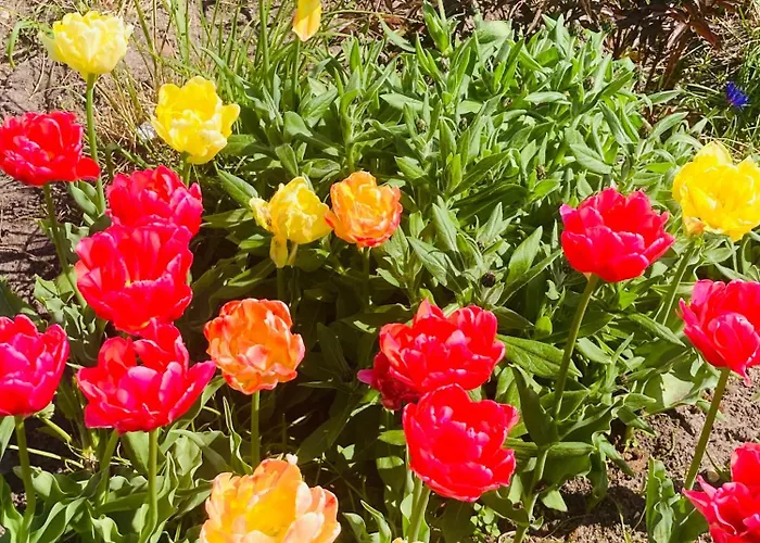 Apartment Elly Kodumajutus Kihnus *